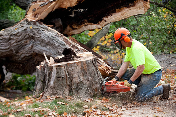 Tree Service Company in Fairfield Plantation, GA